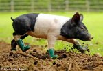 pig-in-boots-lrg.jpg