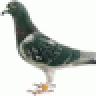 deus pigeon