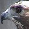 Eye Of The Hawk