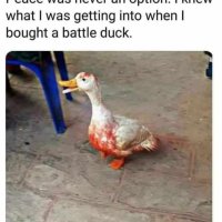 bloody duck.jpg