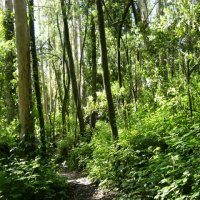 mount-sutro-forest-greenery.jpg