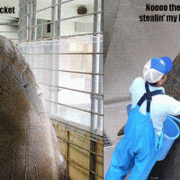 walrus bucket.gif
