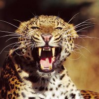amur-leopard-101.jpg