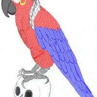 Bird of Reknown, Pirate Parrot.jpg