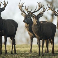 beautiful-stags-on-the-field-49063-1920x1200.jpg