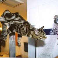 funny stuff - pet cat - showerdrink.jpg