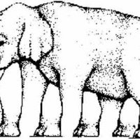 elephant illusion 1.jpg
