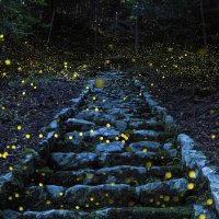 Japan, Village in Tamba, Princess Fireflies.jpg