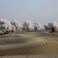 China, Xinjiang, Taklamakan Desert, trees with hoarfrost.jpg
