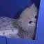 Joined Aug 2007, 860 posts WarShrike's Avatar