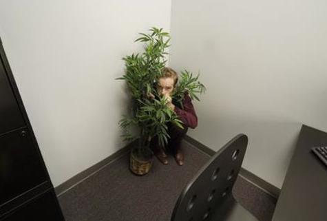 man_hiding_behind_plant_in_office_1801150.jpg