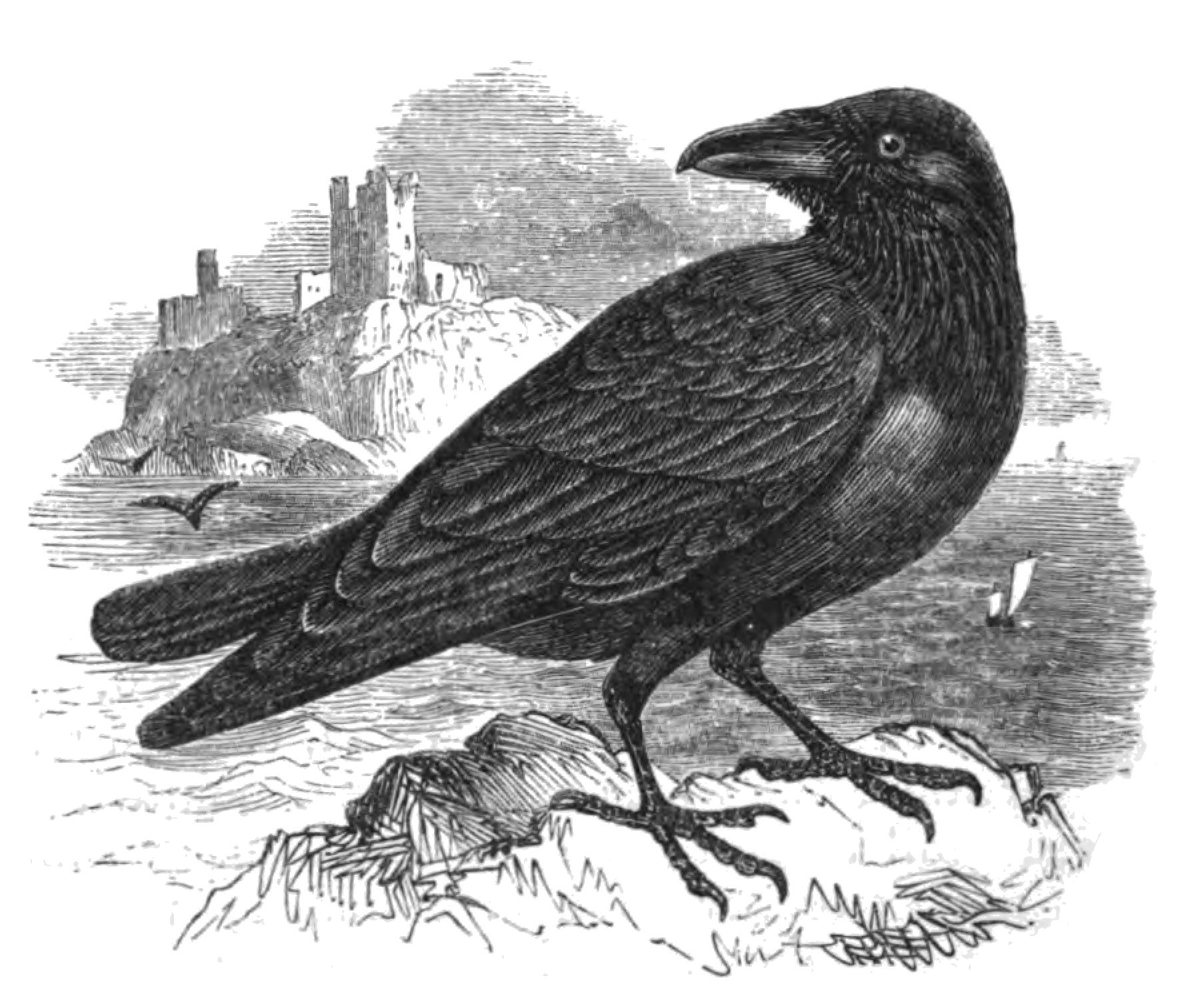 5351-Natural_History,_Birds_-_Raven.jpg