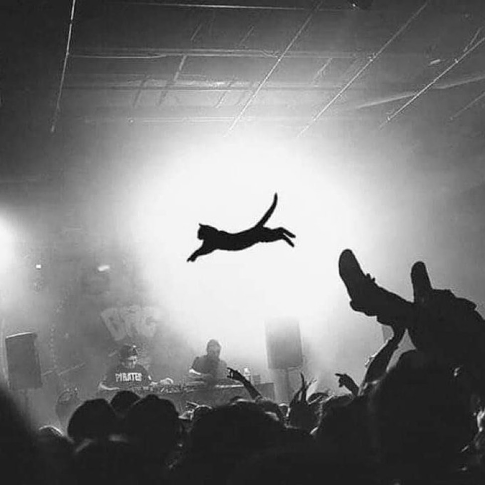Cat leaping over the mosh pit.