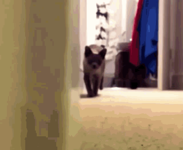 1733162902562.gif