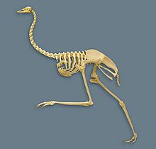 220px-Emu_skeleton.jpg