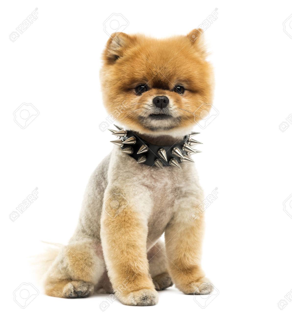 27016536-groomed-pomeranian-dog-sitting-wearing-a-spiked-collar.jpg