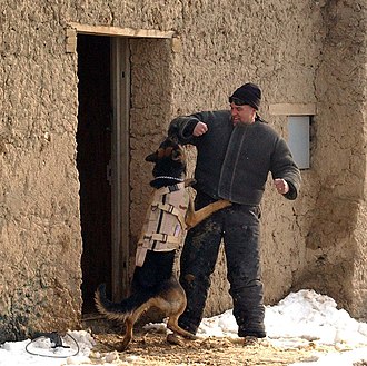330px-Working_dog_in_Afghanistan,_wearing_a_bulletproof_vest,_being_trained-hires.jpg