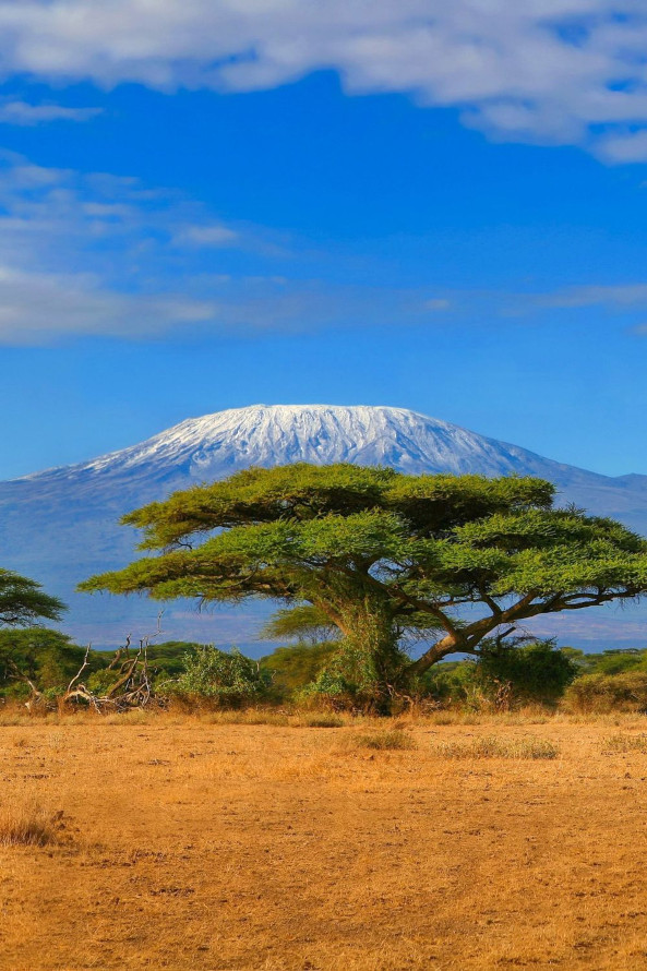 acacia tree mountain.jpg