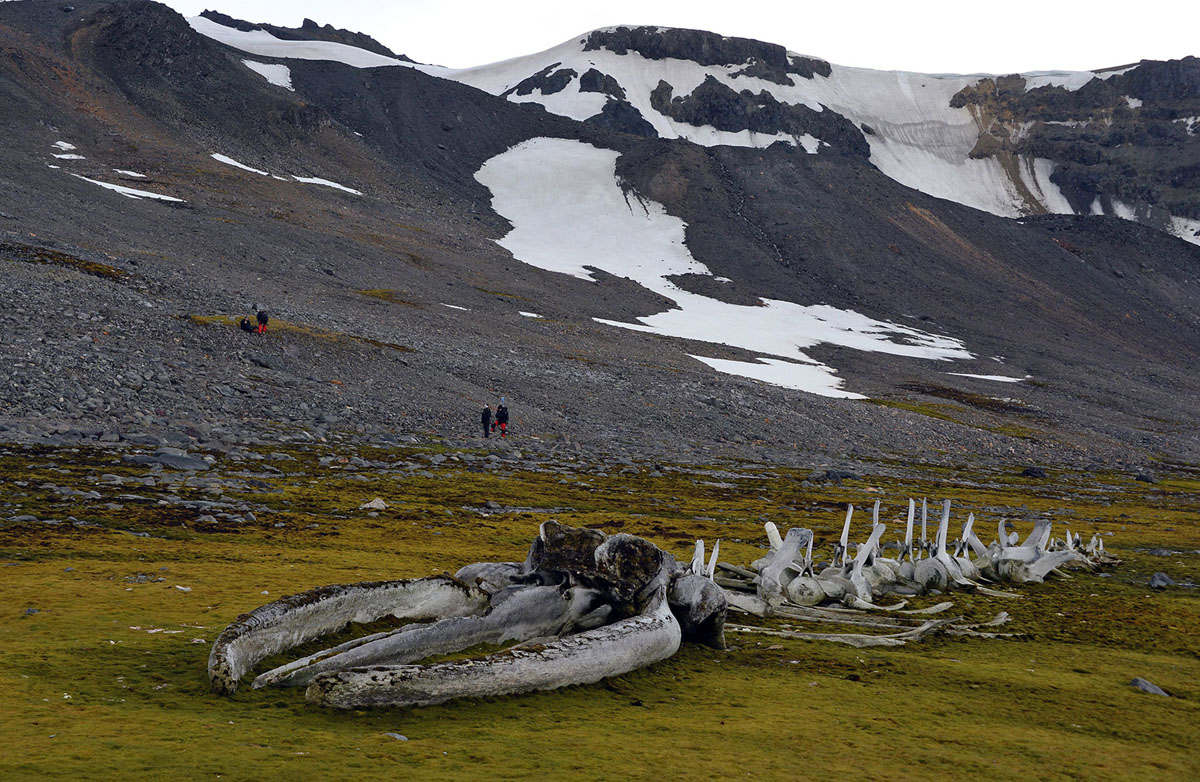 Antarctica, Comandante Ferraz base, Humpback Whale Skeleton.jpg