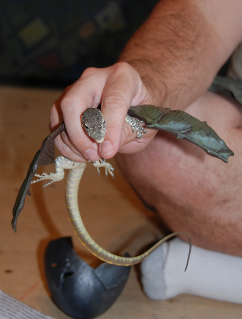 Baby_dragon-02.jpg