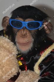 bono chimp.jpg