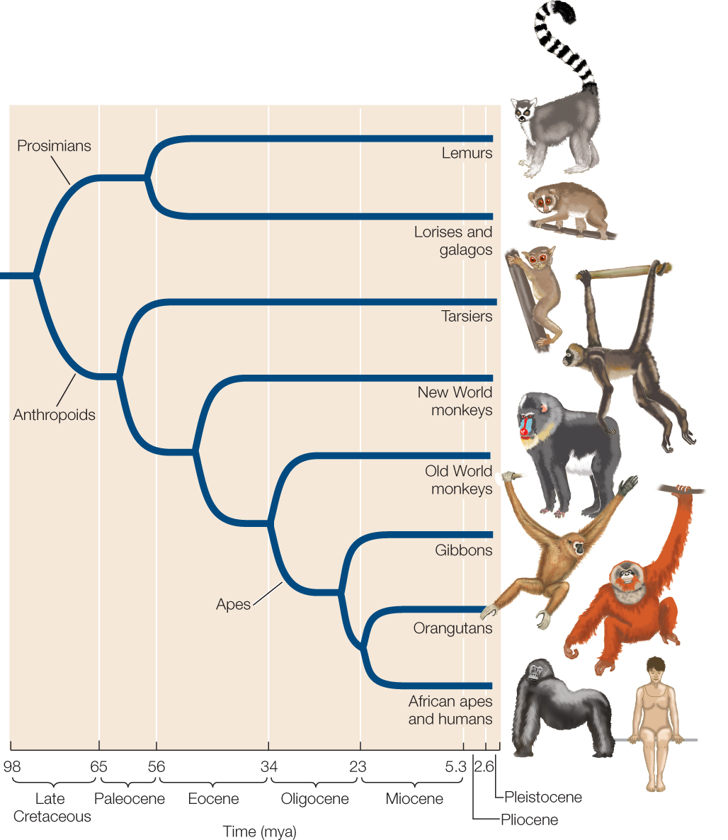 c23_fig54.jpg
