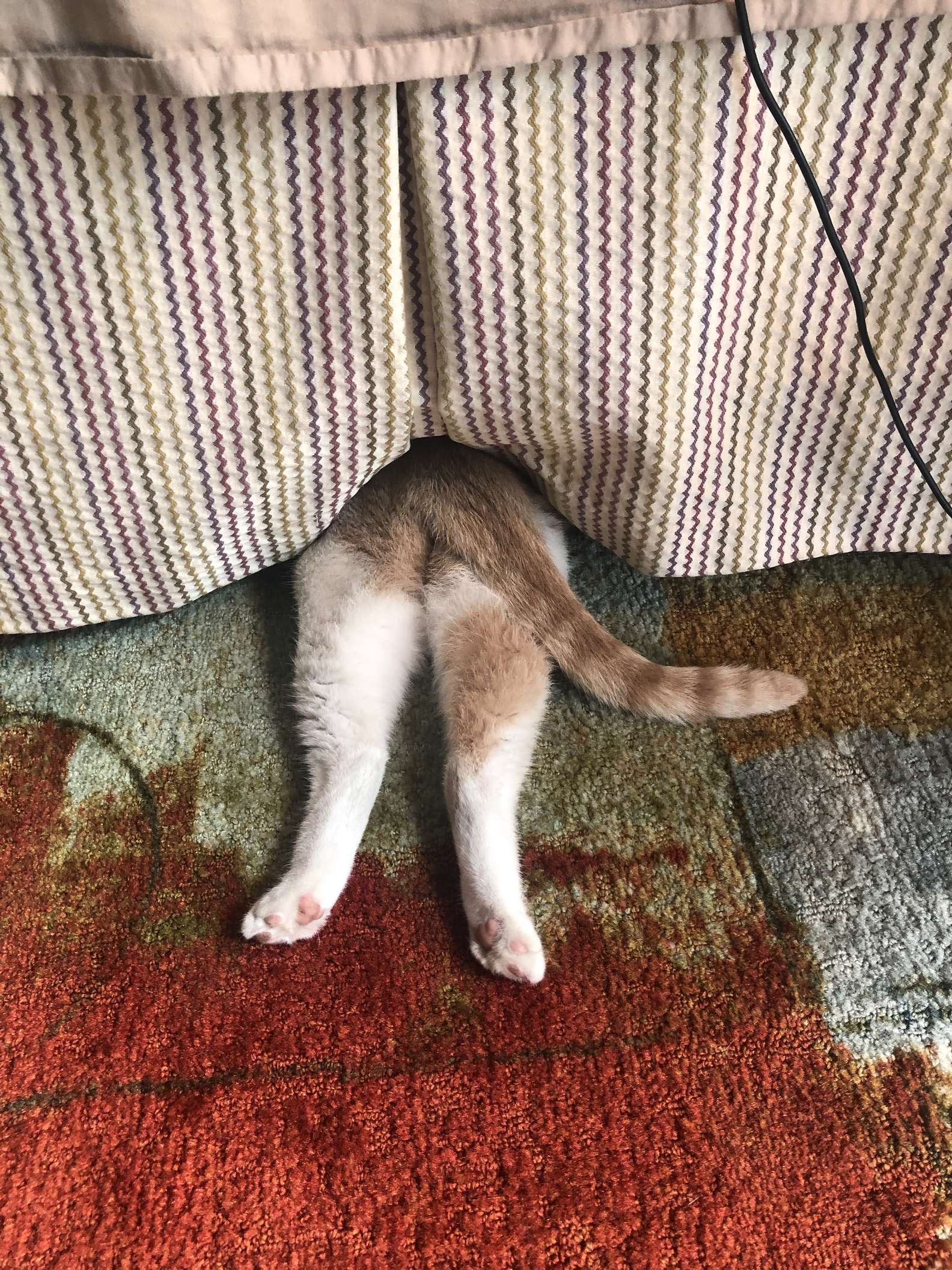 Camo Cat 2.jpg
