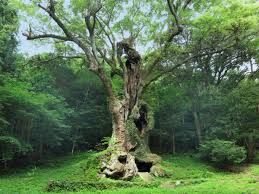 camphor 1.jpg
