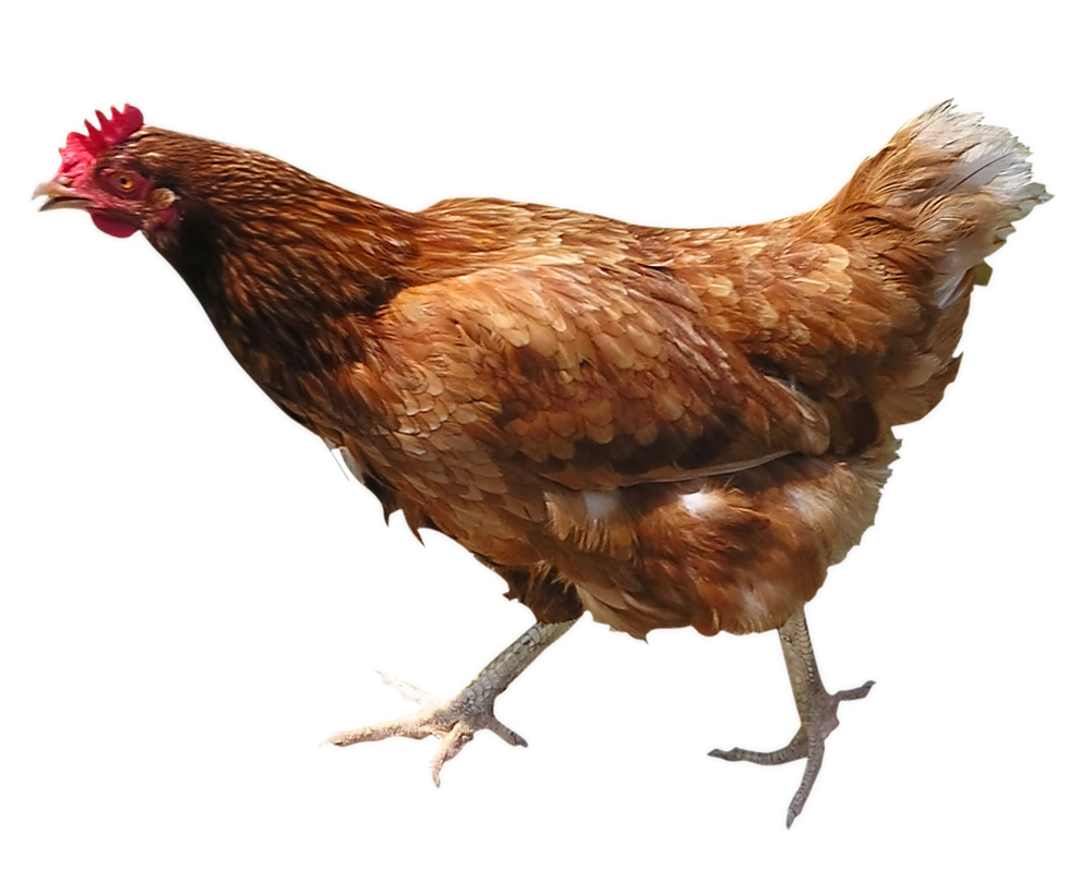 chicken-3592434612.jpg