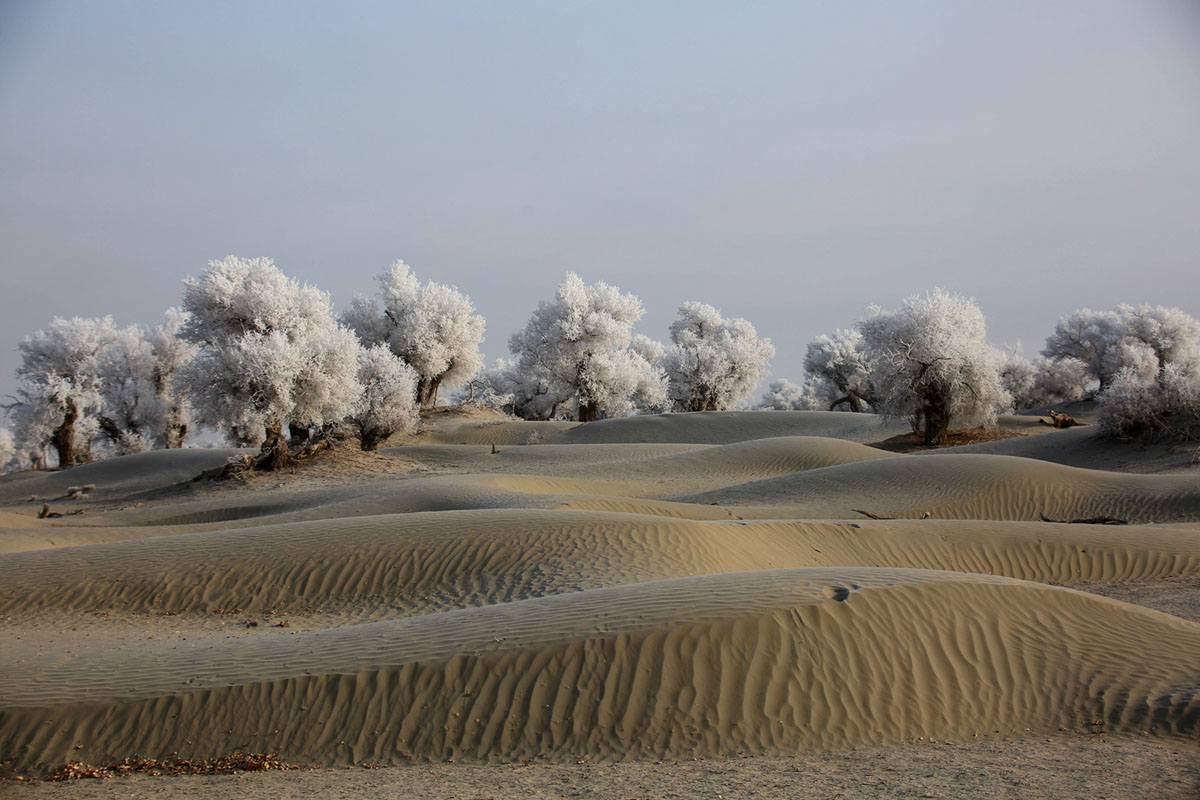 China, Xinjiang, Taklamakan Desert, trees with hoarfrost.jpg
