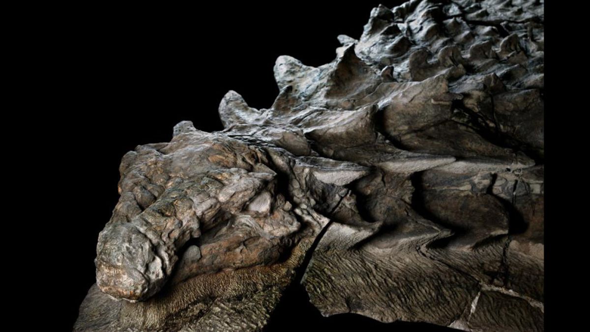 Dino Fossil.jpg