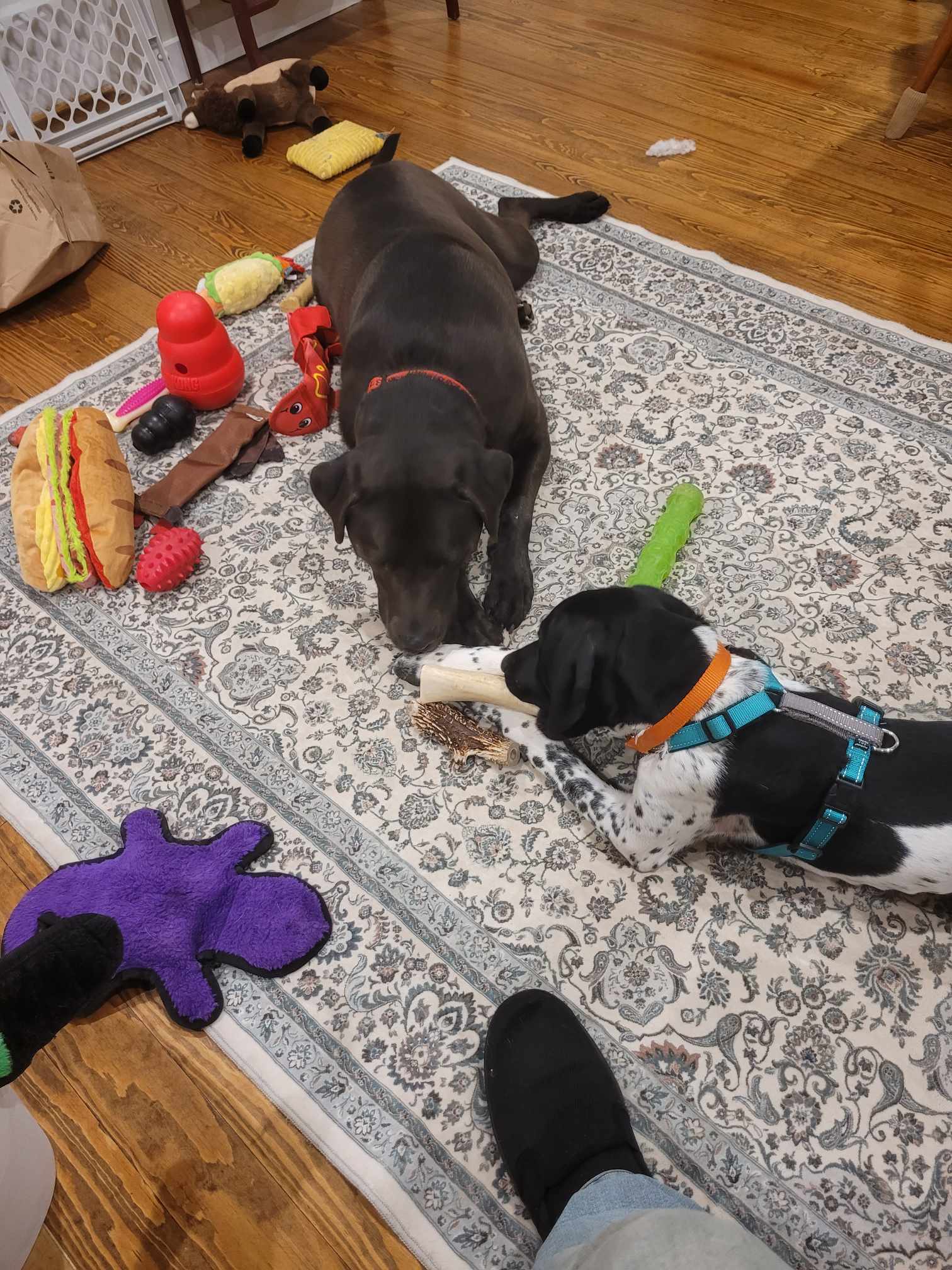 dogs.jpg