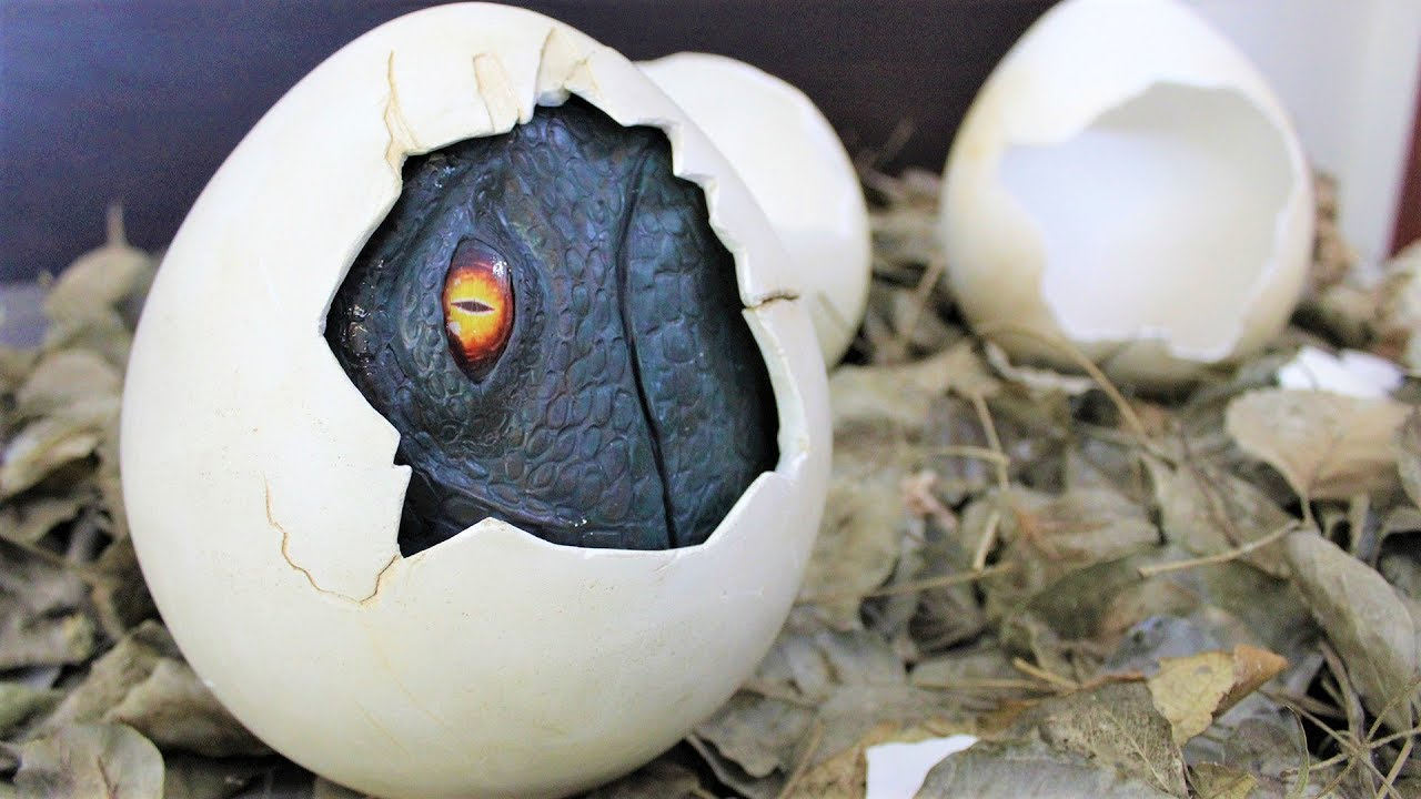 DozenEggs.png