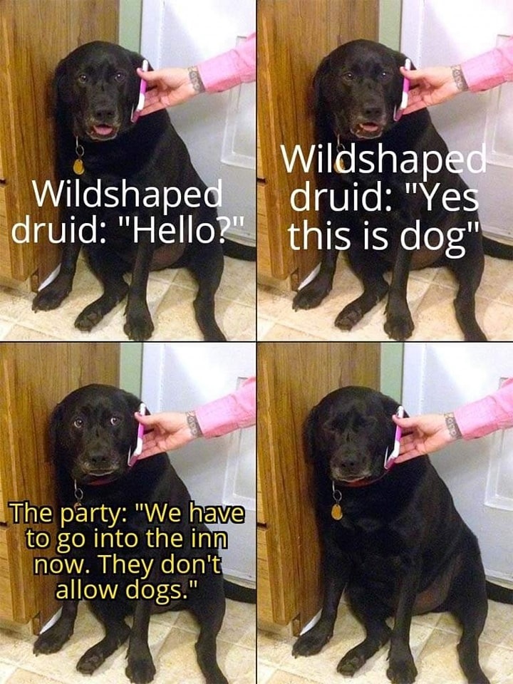 druid-yes-wildshaped-druid-hello-this-is-dog-party-have-go-into-inn-now-they-dont-allow-dogs.jpg