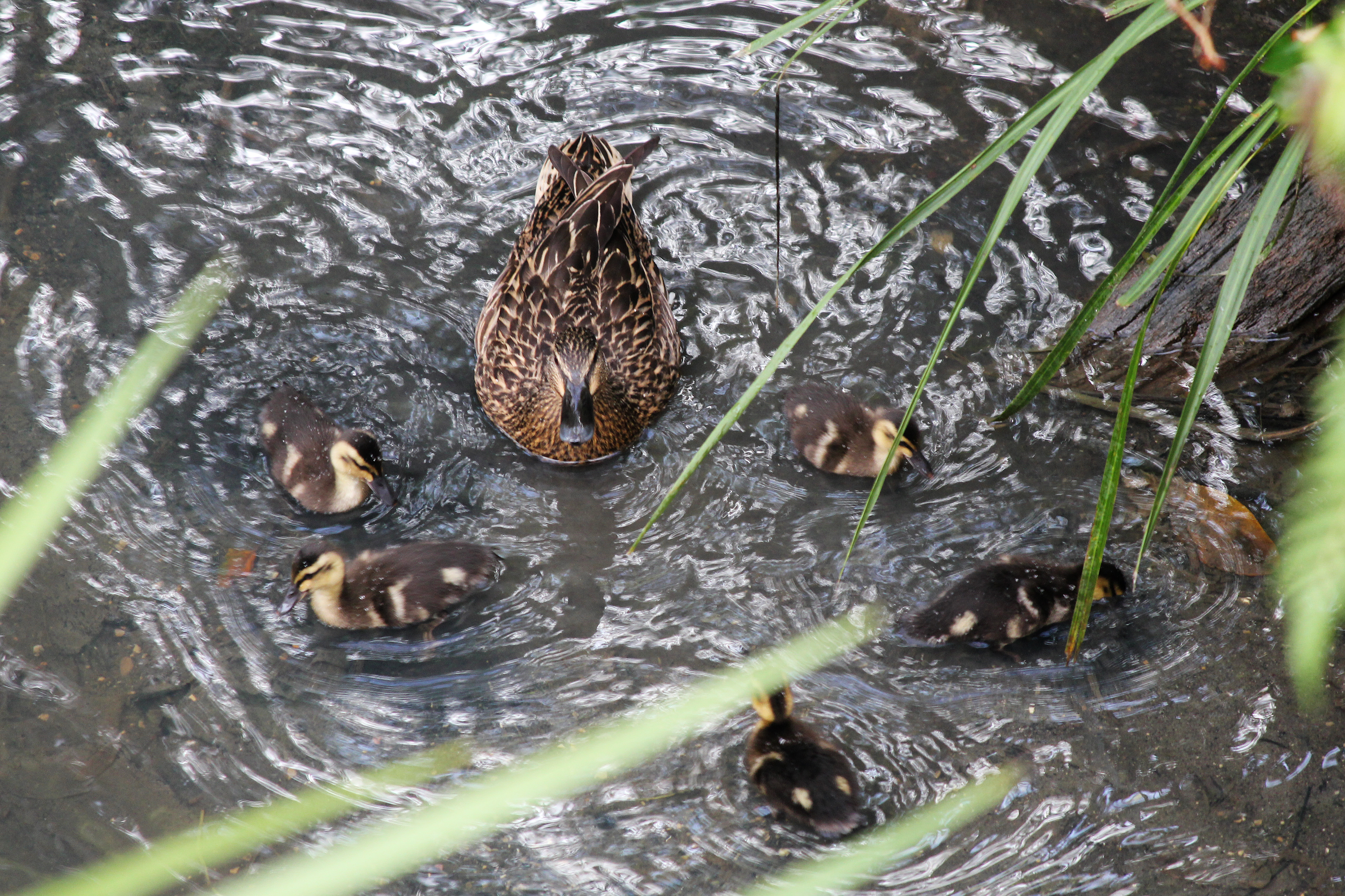 Ducklings with Mother.jpg
