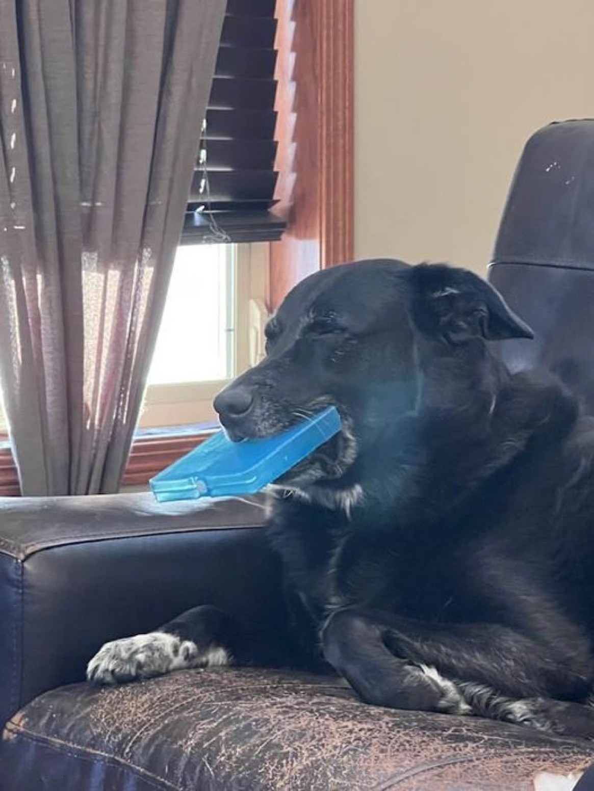 My healer/border collie on my scratched up black leather couch with a squeaky toy in his jaws as he’s closed his eyes cause he’s falling asleep after a hard day. Nap time.
