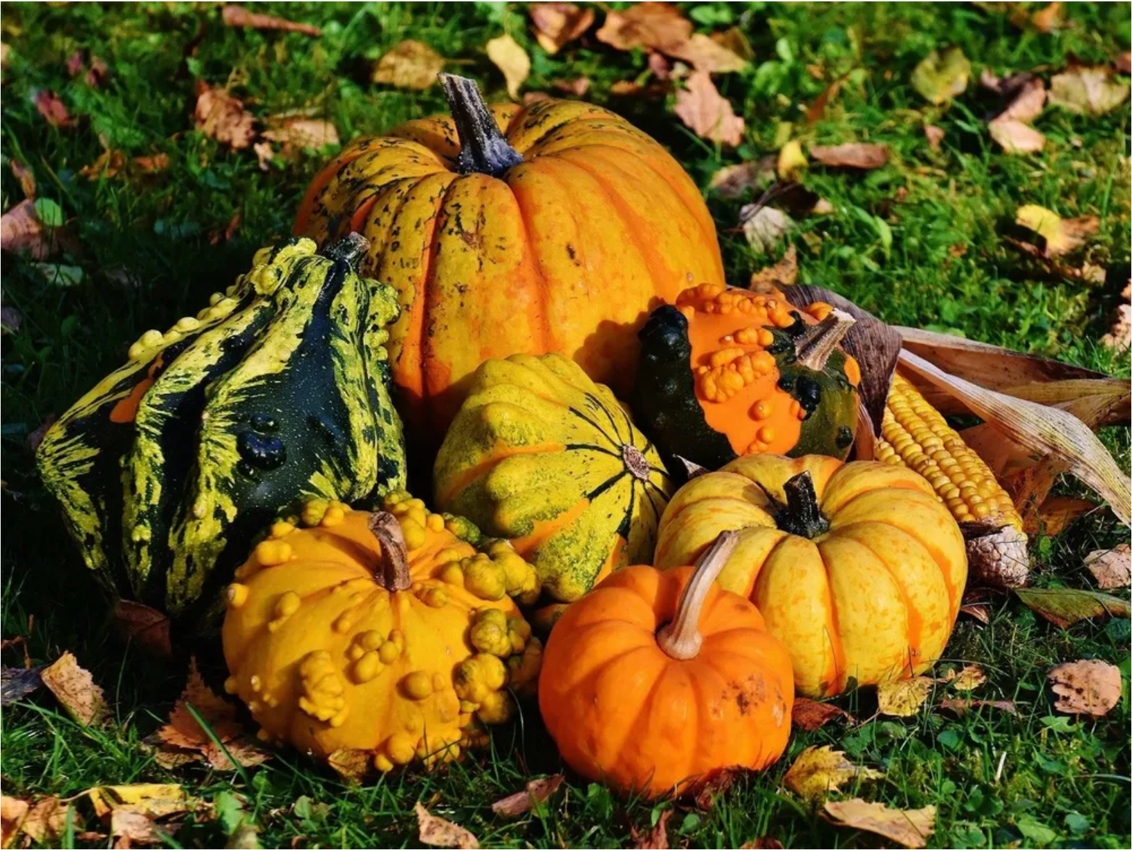 gourds.png