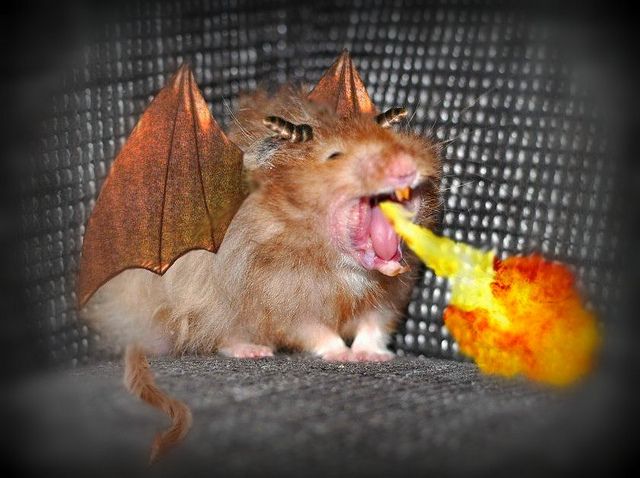 hamster dragon.jpg