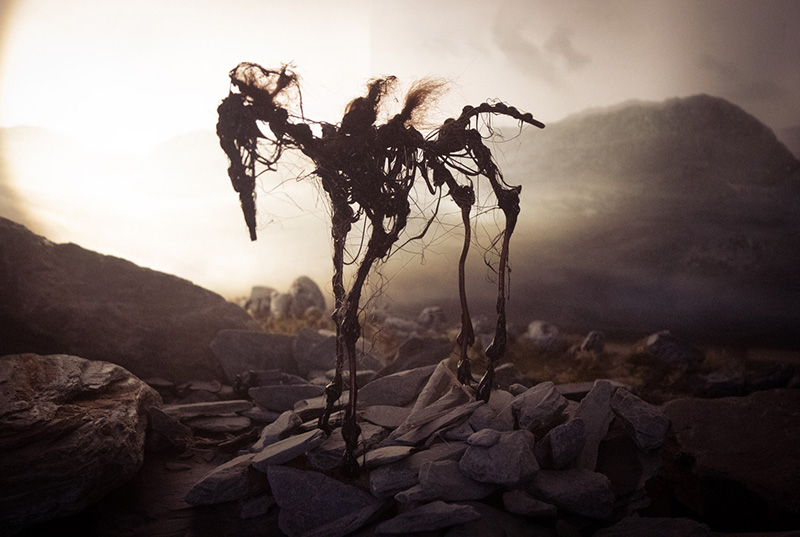 horse800.jpg