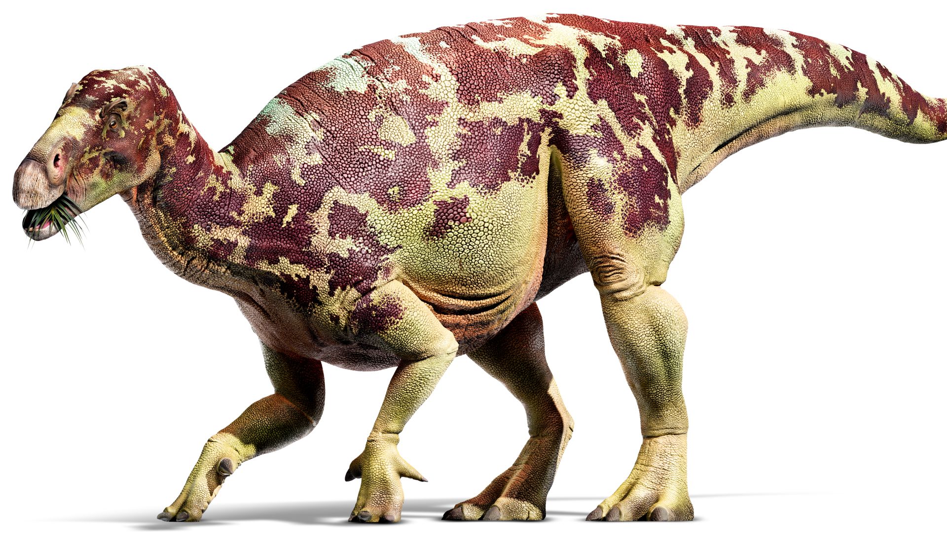 Iguanodon_lsfvfk.jpg