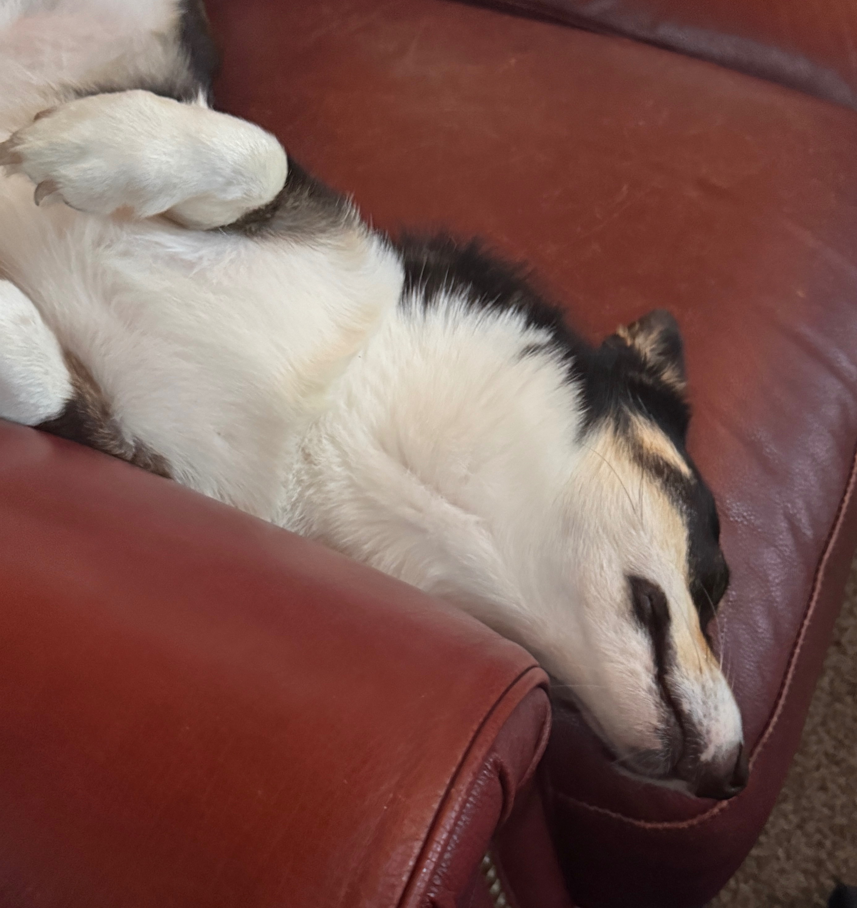 IMG_0082.jpeg