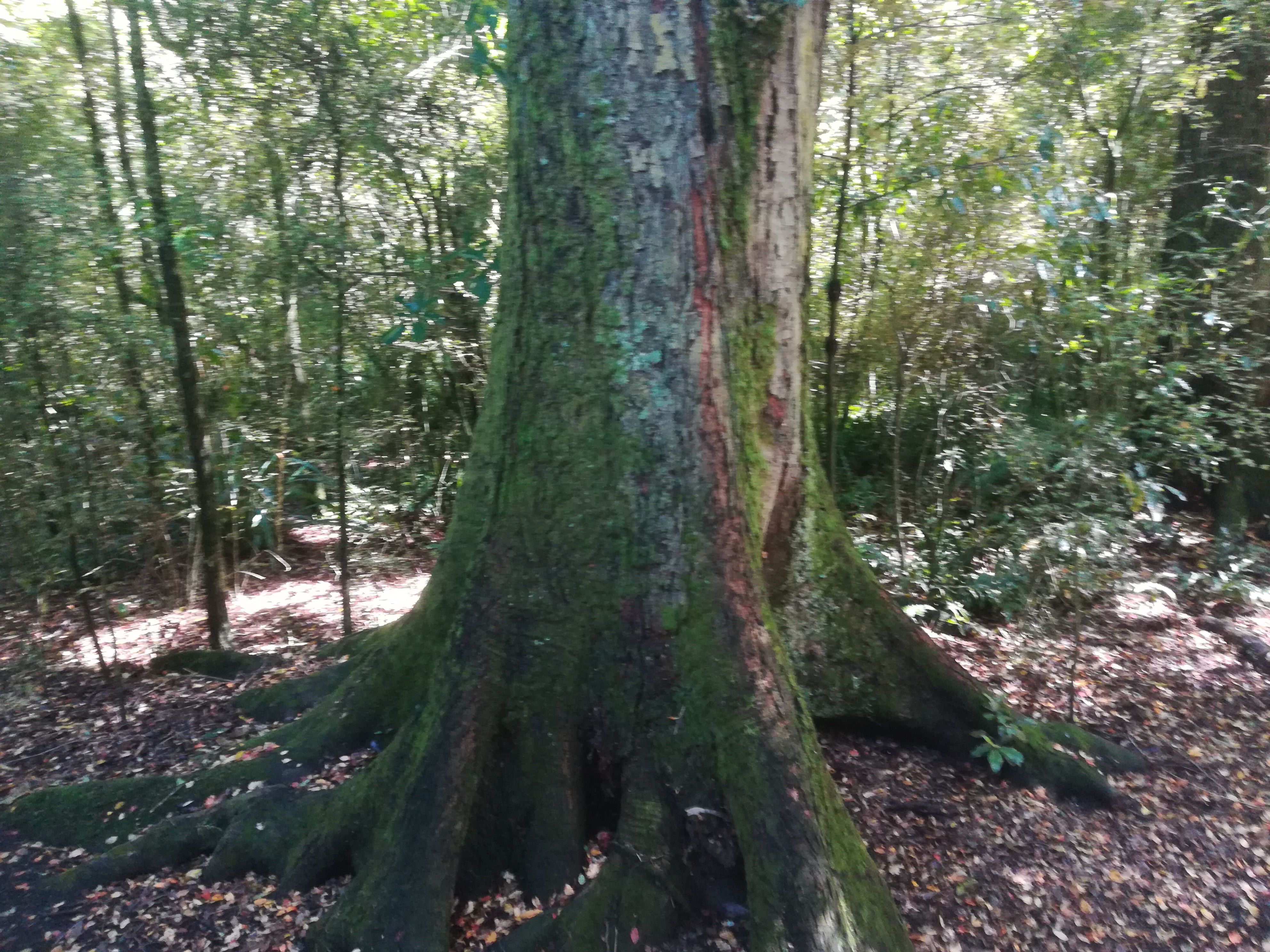 IMG_20201101_120524.jpg