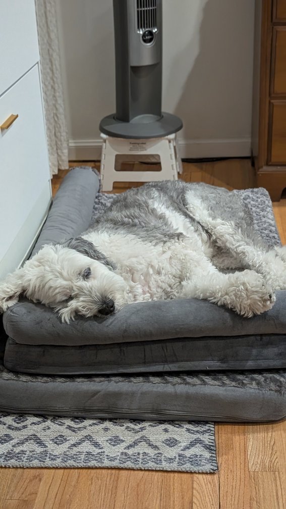 Iris Snoozing.jpg