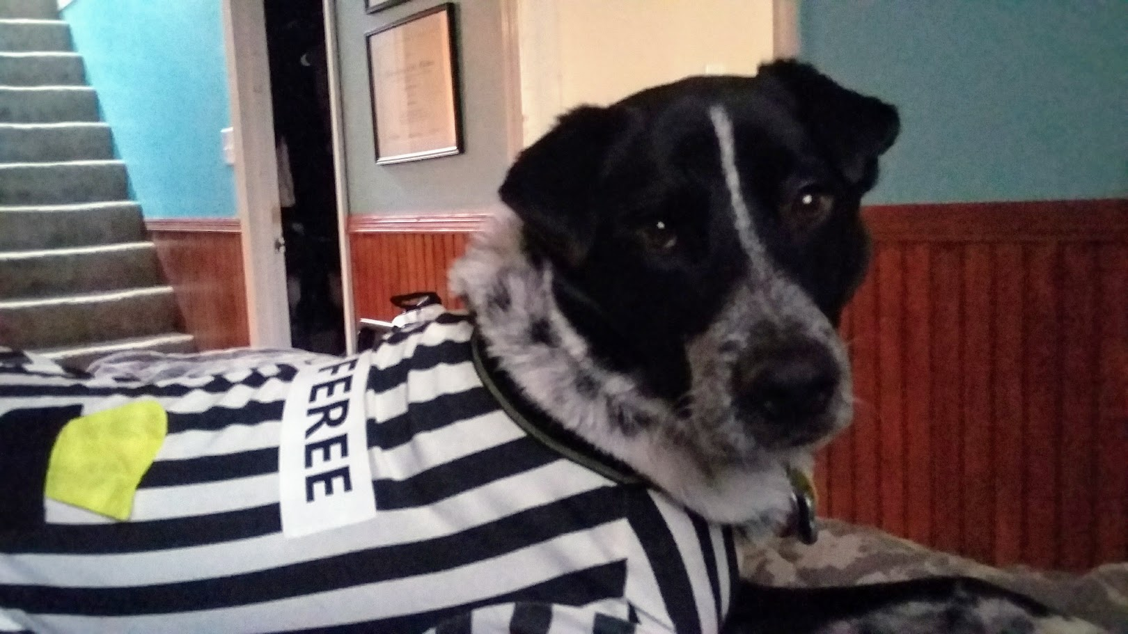 jax rufferee.png