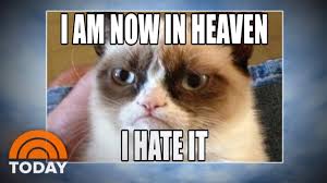 joke_grumpy_cat_in_heaven.jpg