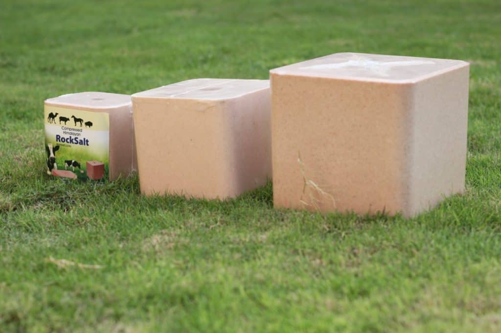 lick-salt-block-1024x682.jpg