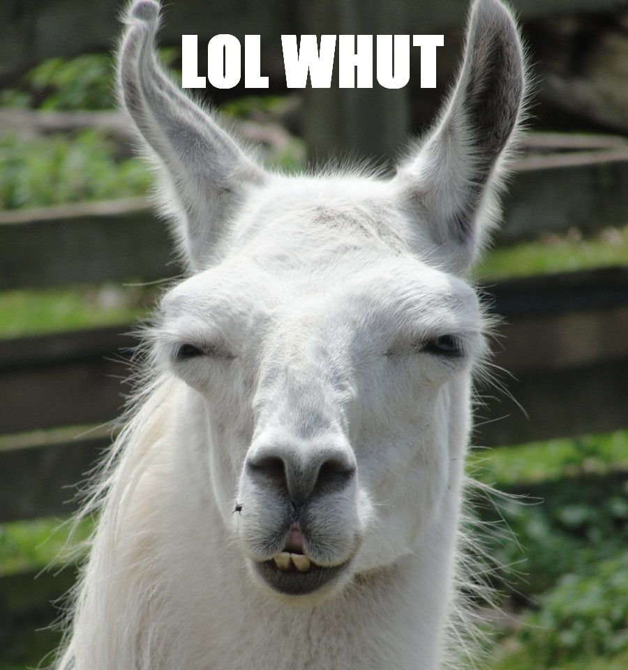 lolwhut.jpg
