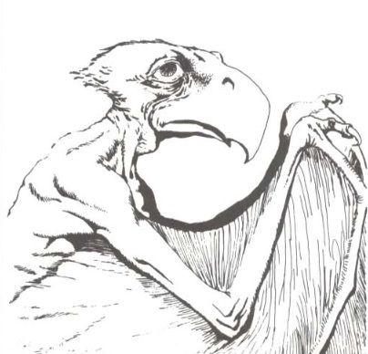 MC2 aarokocra.jpg