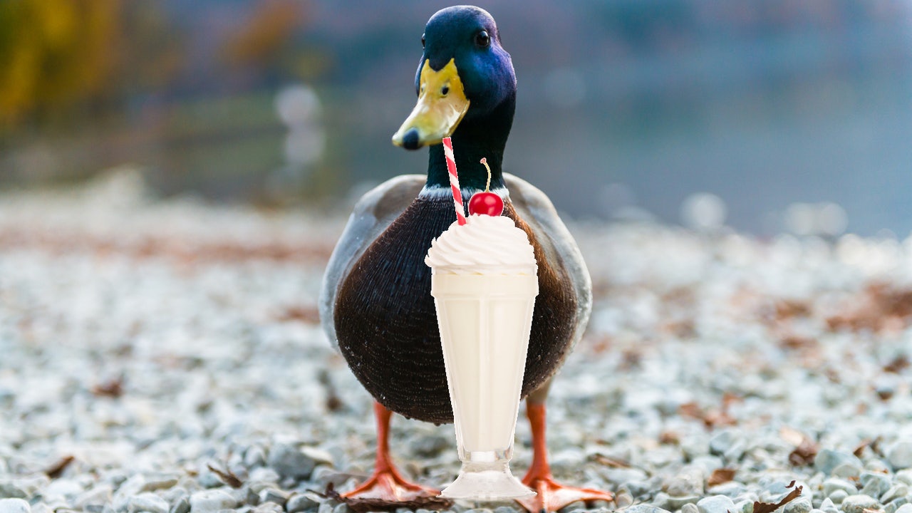 milkyduck.jpg