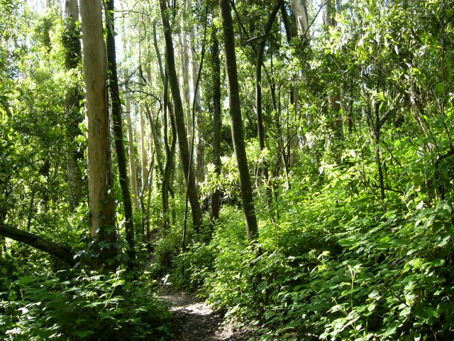 mount-sutro-forest-greenery.jpg